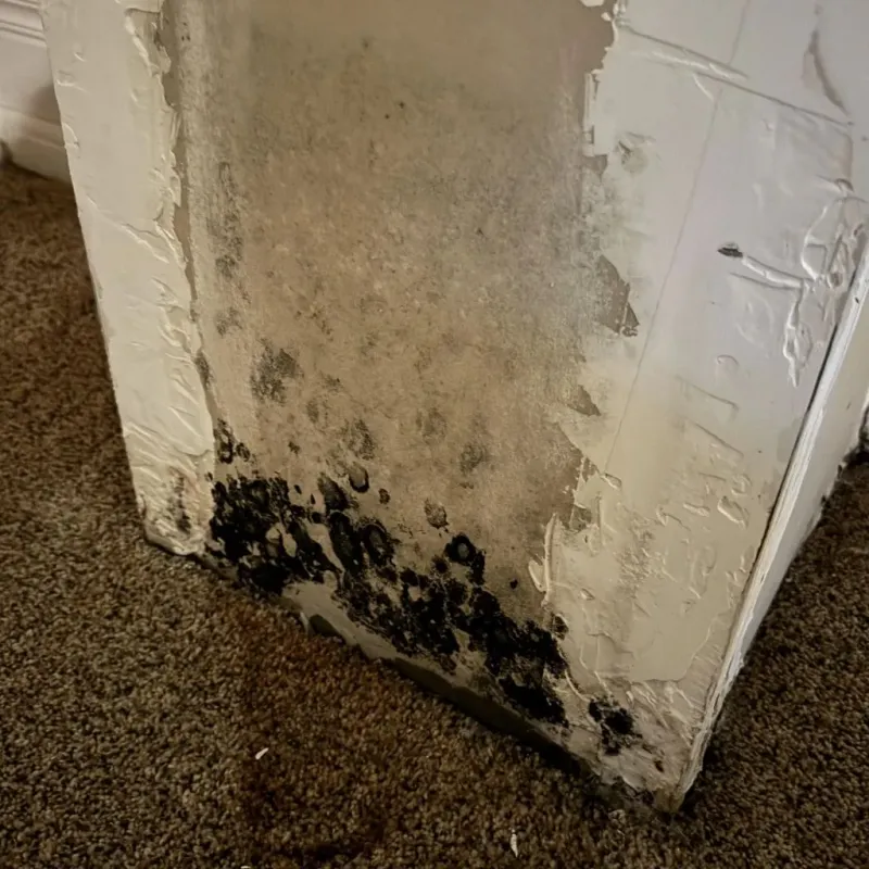 Professional Mold Removal in Downey, CA